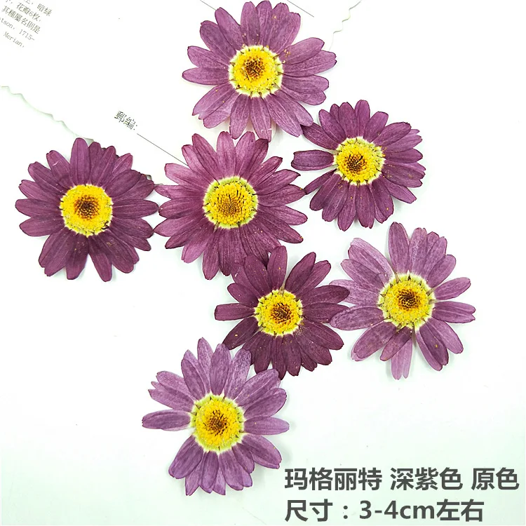 

48Pcs Colorful Mixed Marguerite Flower Frame Specimen Dried Flowers Pressed Flowers DIY Materials Pressed Flower Frame Table Lamp Bookmark Resin Gift