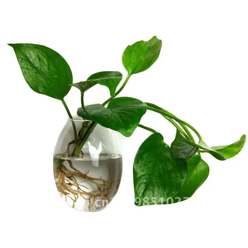 

Creative Hanging Hydroponic Plant Goose Egg Glass Vase Small Transparent High Borosilicate Handmade Wall Home Decoration