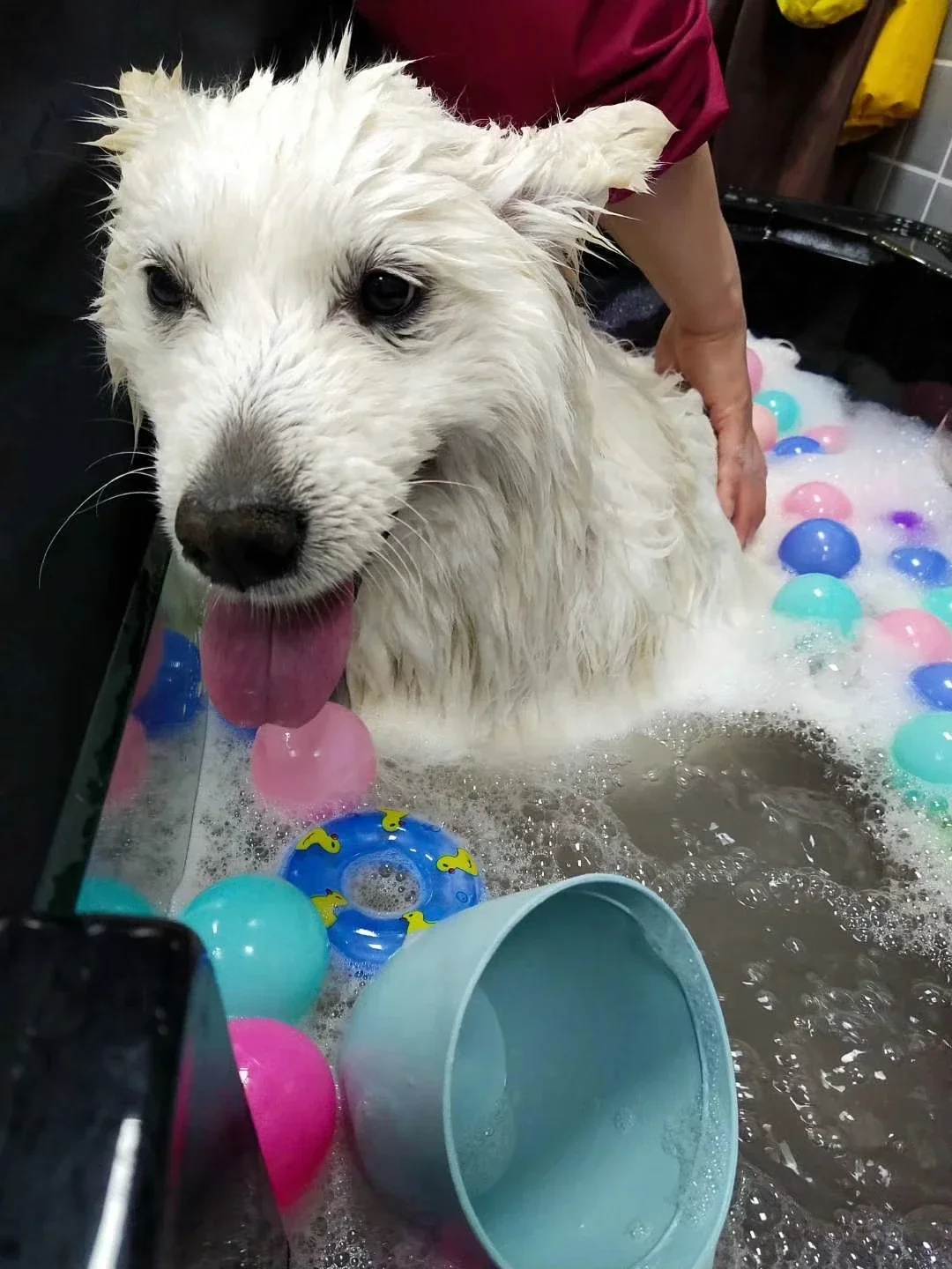 Cross borderPet Bath  Dog Spa  Bath   Massage Spa Cat Bath