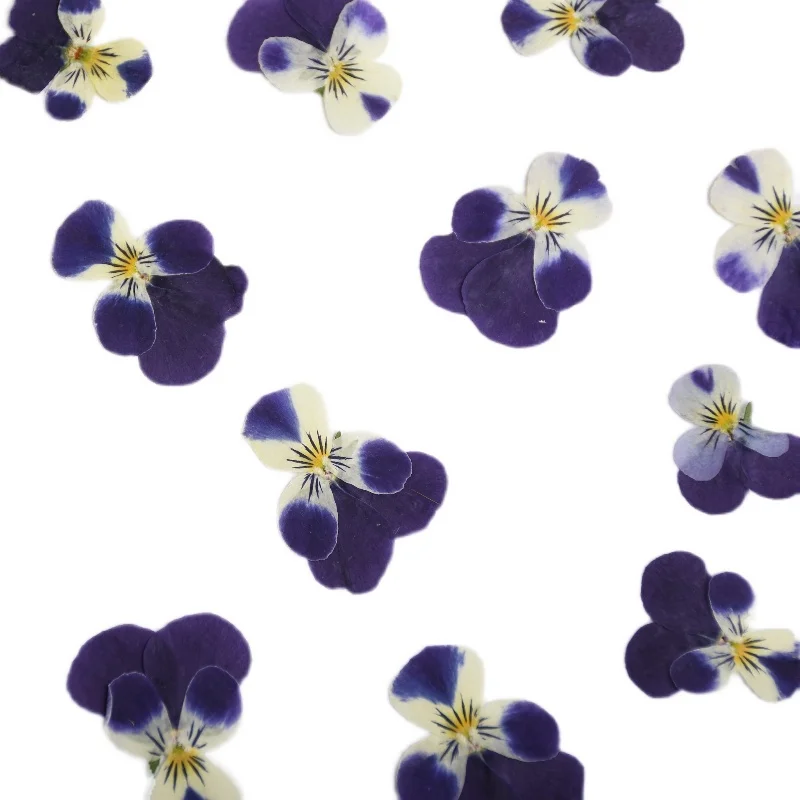 24 Stück, Natur Corydalis getrocknete Blütenblätter Make-up DIY Epoxy Handytasche Grußkarte Lesezeichen Pflanze Fotorahmen Kuchen Dekoration – Detail 4