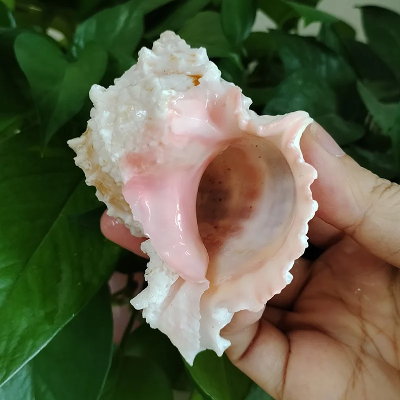 Pink-mouth Murex Shell Big Natural Hermit Crab Large Seashell for Decorating Nautical Beach Decor Conch Collection Fish Tank view 5