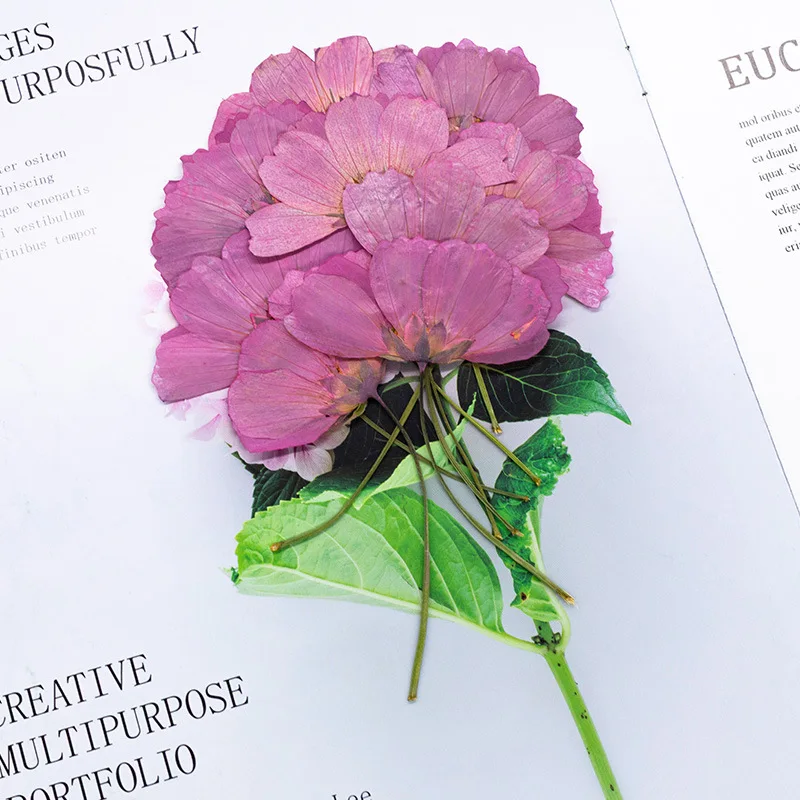 12 Stück, echt gefärbte gepresste Kosmosblumen, natürliche Pflanzen für DIY-Lesezeichen, Schulprojekte, Grußkarten & Heimdekoration – Detail 6