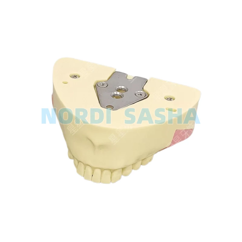 1 Pcs Dental Impacted Wisdom Tooth Extraction Practice Model Training Teeth Model for dental Students
