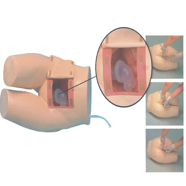 

Enema and Assisted Defecation Training Model Medical Science Simulator Educational Material for Medicine College and Hospital
