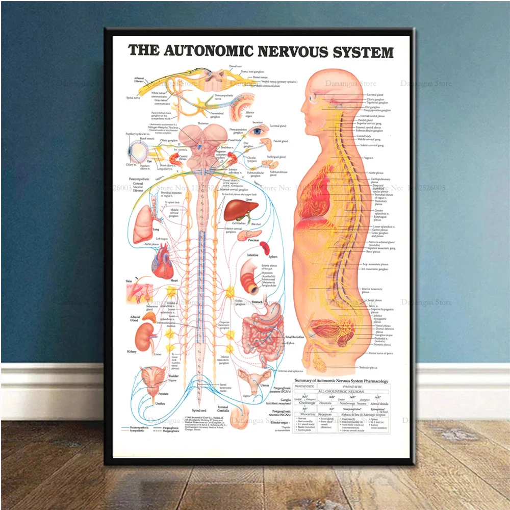 مخطط تشريحي لعلم الانعكاس ، نقاط الزناد ، مطبوعات الملصقات ، فن الجدار ، لوحة قماشية ، صور ، غرفة ، ديكور المنزل ، هدية