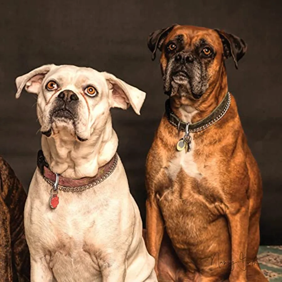 18 Pieces Leash Dog Tag Clip Pet ID Pet Tag Quick Clip Combos with Rings Stainless Steel Quick Clips Holder for Dog Cat 1.9 Ih?