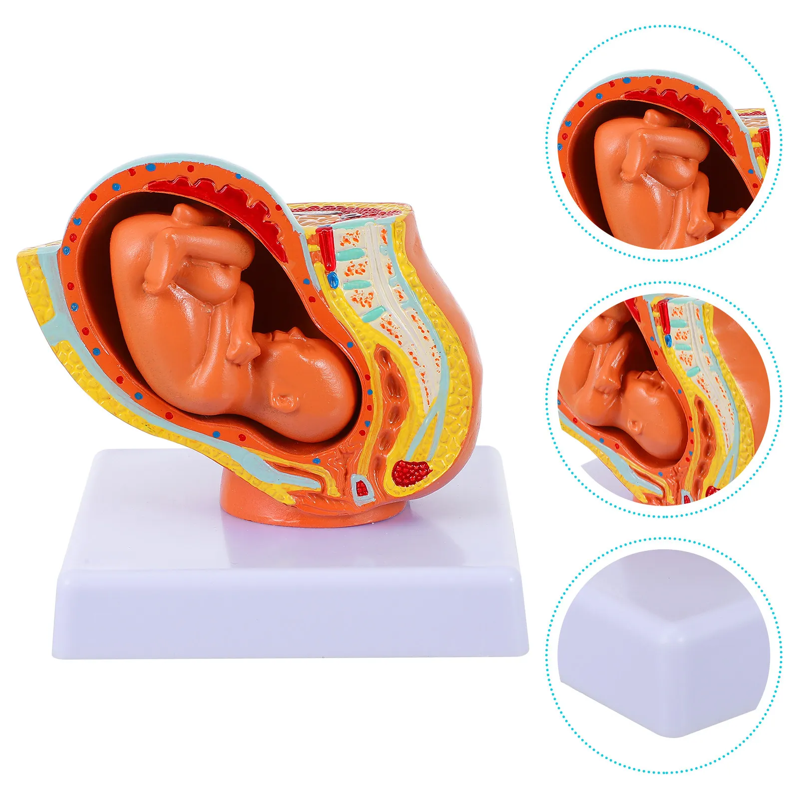 

1Pcs Female Uterus Pregnancy Full-Term Fetus Teaching Tool Display Uterine Embryo Medical Education Aid Full-Term Fetus