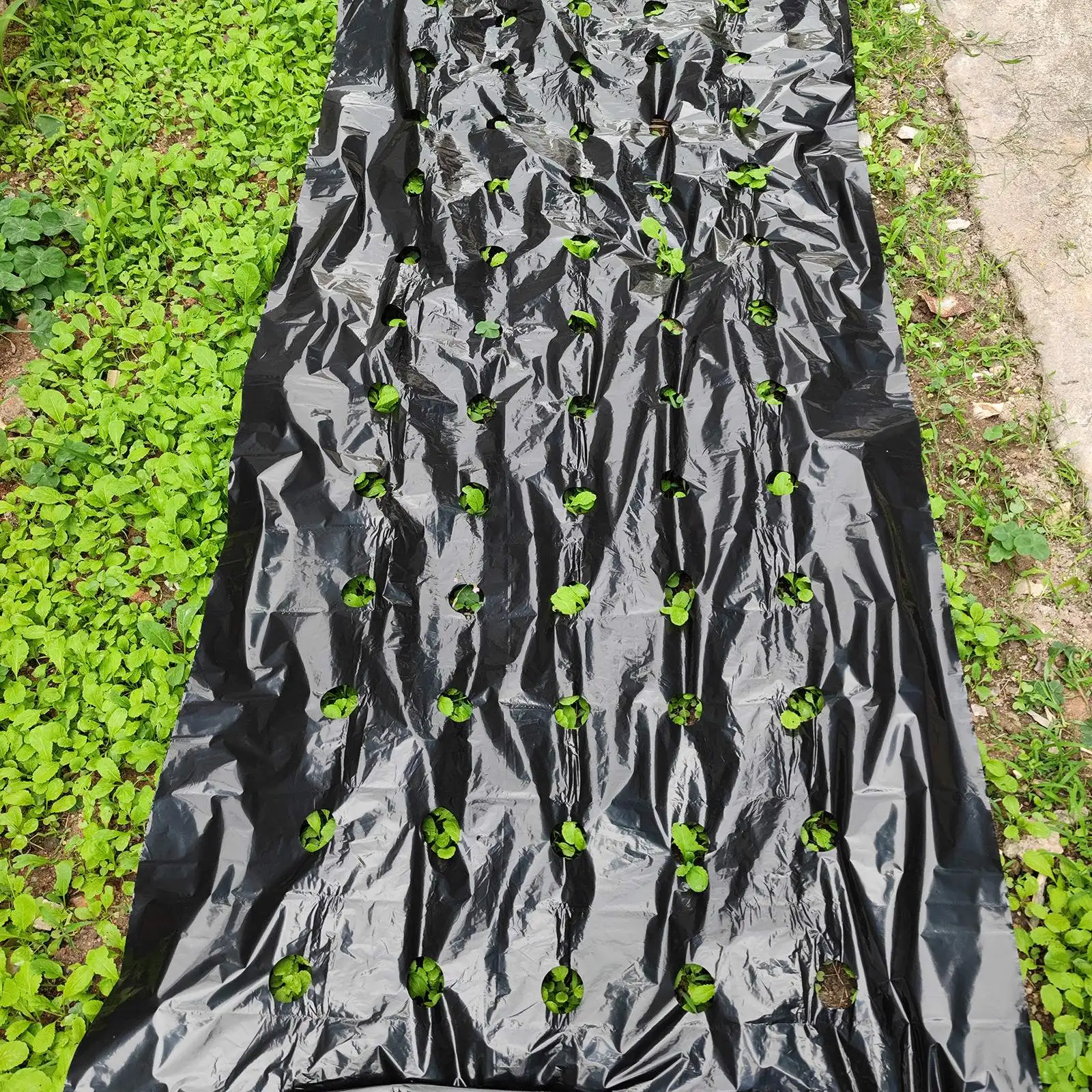 Plastic perforated mulch film, PE agricultural export mulch film, black sheet film, thermal insulation perforated film
