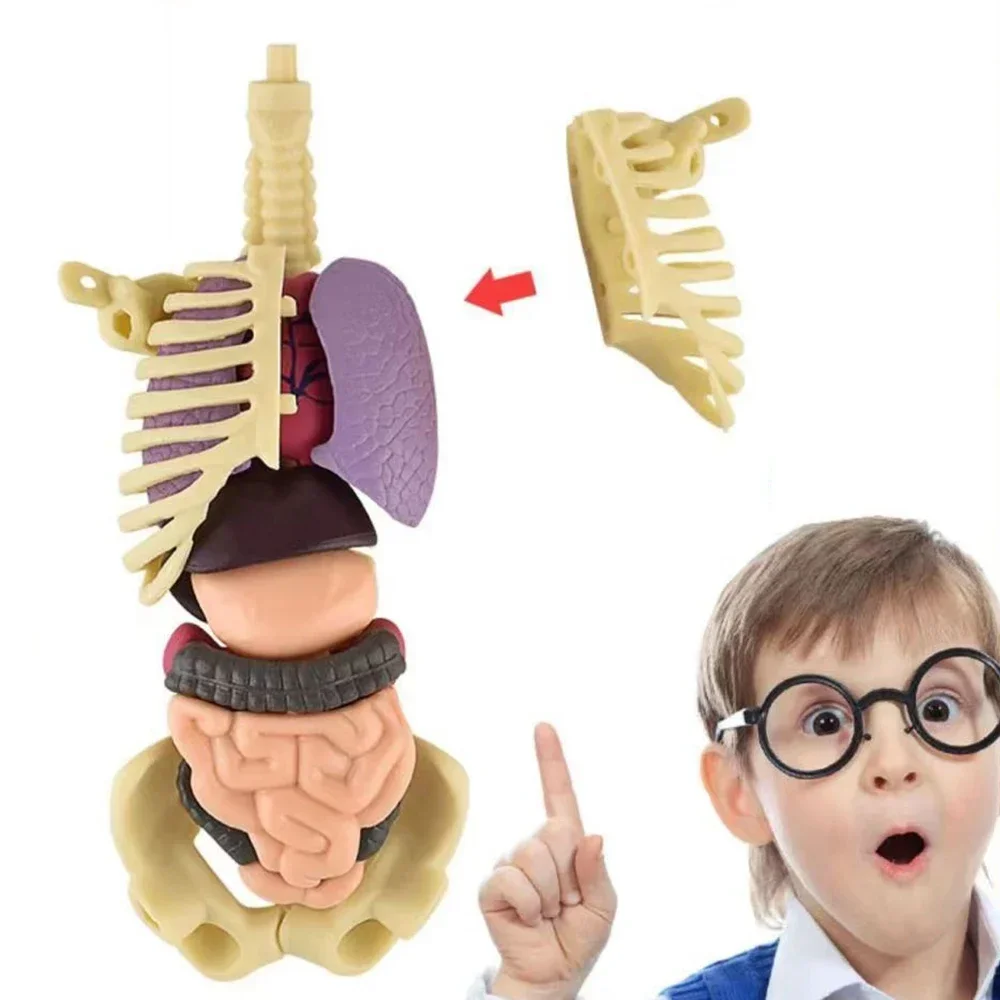 Modelo de anatomía del cuerpo humano 3D para niños, juguete de esqueleto de plástico DIY, ayuda para el aprendizaje temprano de la ciencia, juguetes educativos, dos tipos, nuevo