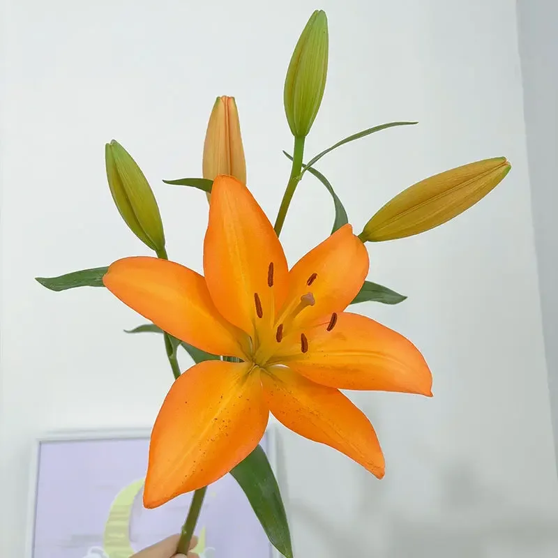 Fresh cut lily flower fragrance-free family water raising