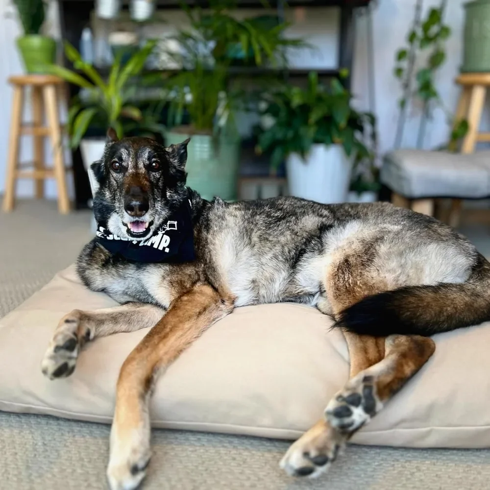 Cama para perros de algodón orgánico y lana virgen, funda extraíble y lavable |