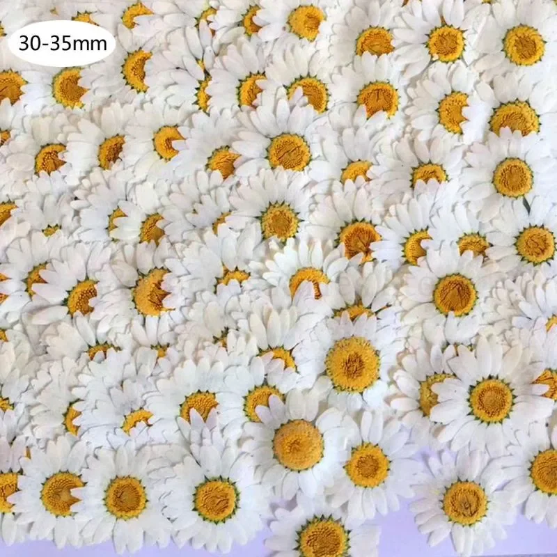 Good DIY 100Pcs Real Natural Dried Pressed Flowers White Daisy Pressed Flower for Resin Jewelry Nail Stickers Makeup Art Crafts