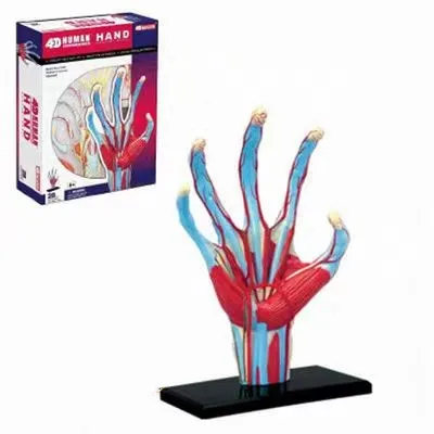 

4D MASTER puzzle assembling toys / human hand 28pcs assembled set model structure model of medical use 10.6*6.9*15cm