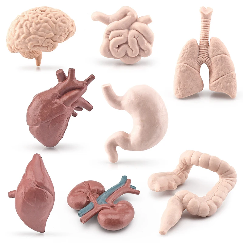 Simulated Human Organ Model Montessori Teaching Aids Children Brain Heart Gastrointestinal Liver Kidney Models Realistic Safe