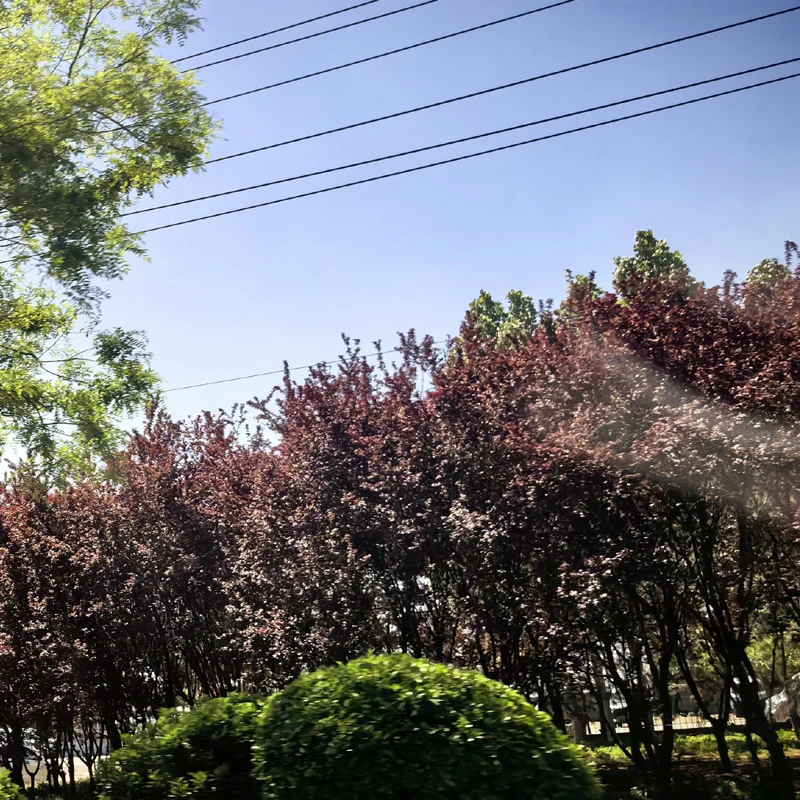 

Настольная небольшая машина для резки зеленого лука, бытовая коммерческая машина для резки овощей