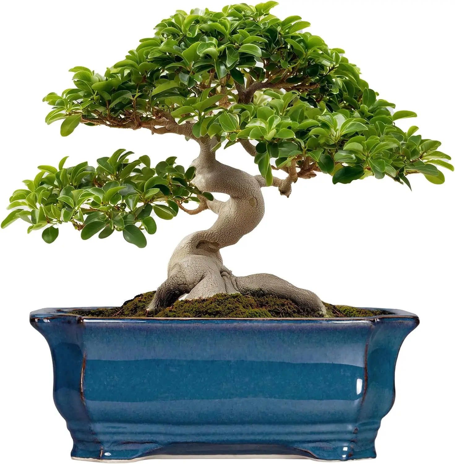 

13.7" Large Ceramic Bonsai Pot - Rectangle Planter with Drainage, Retro Blue, Indoor/Outdoor
