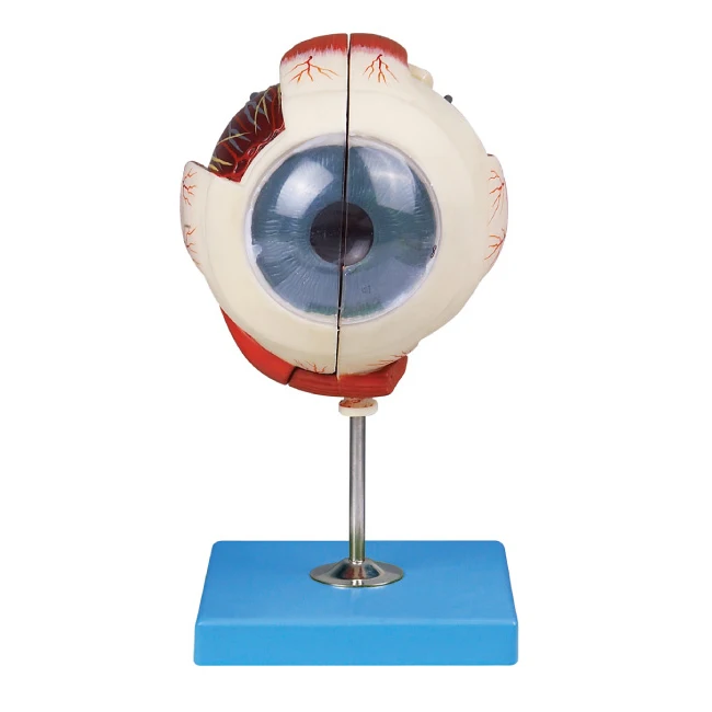 Medical Science PVC 5X Anatomical Eyeball Model Enlarged Eye GD/A17101 for Schools and Hospitals