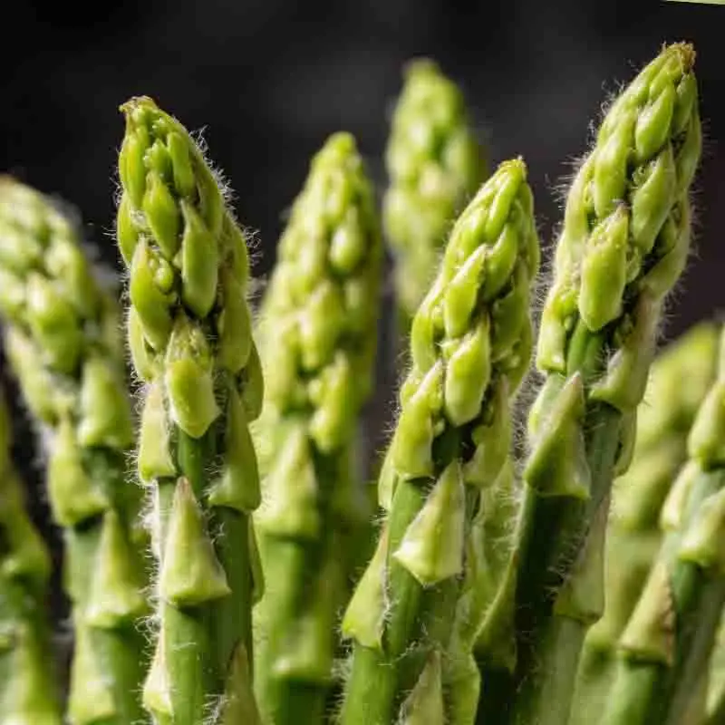 Radiomaster RP1 RP2…