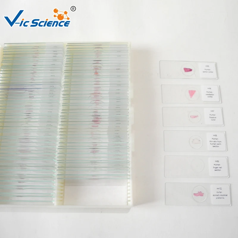 100pcs Human Histological Microscope prepared slides