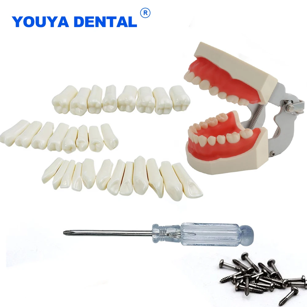 Simulation Replacement Teeth Model For Dental Technician Practice Preparation Removable Tooth Compatibly Nissin Training