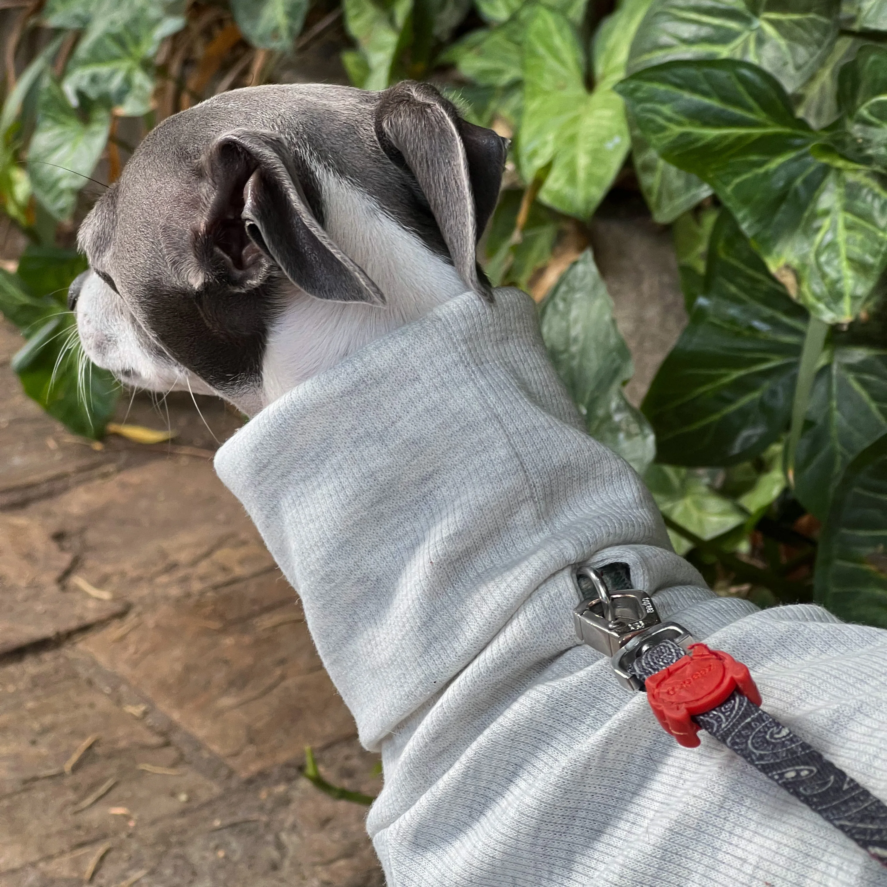 Whippet-ropa de cuello alto para mascotas, suave, gris, algodón, Galgo Italiano