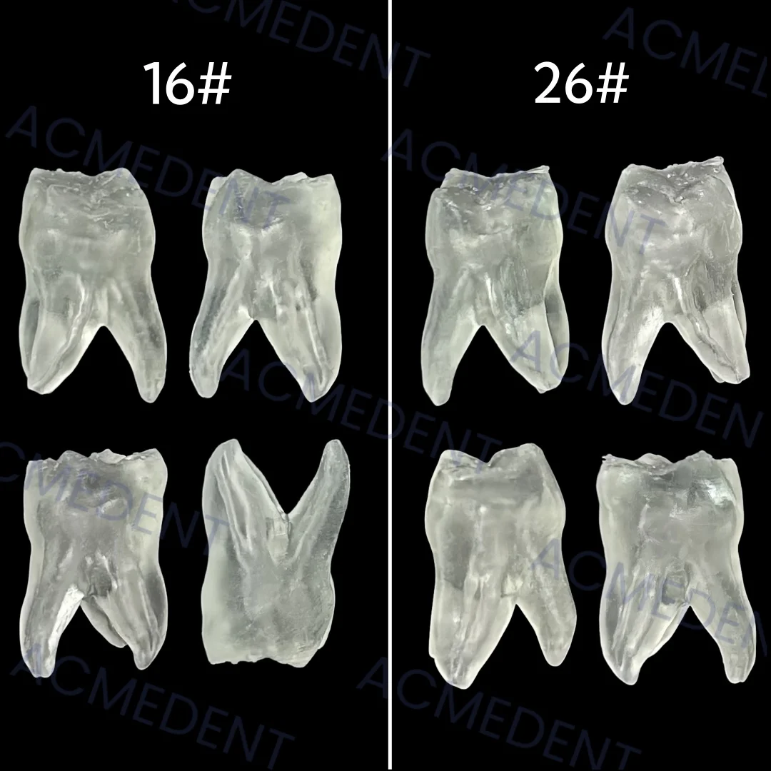 2 ~ 50 sztuk Model zęba dentystycznego Zęby trzonowe # 26 # 16, celuloza w kanałach korzeniowych Endo, praktyka studencka