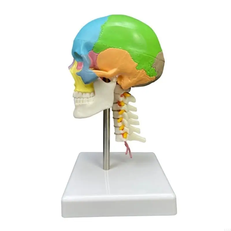 LXAA Anatomisch model menselijke schedel Onderwijsmodel Hoofd Gekleurd anatomisch schedelmodel