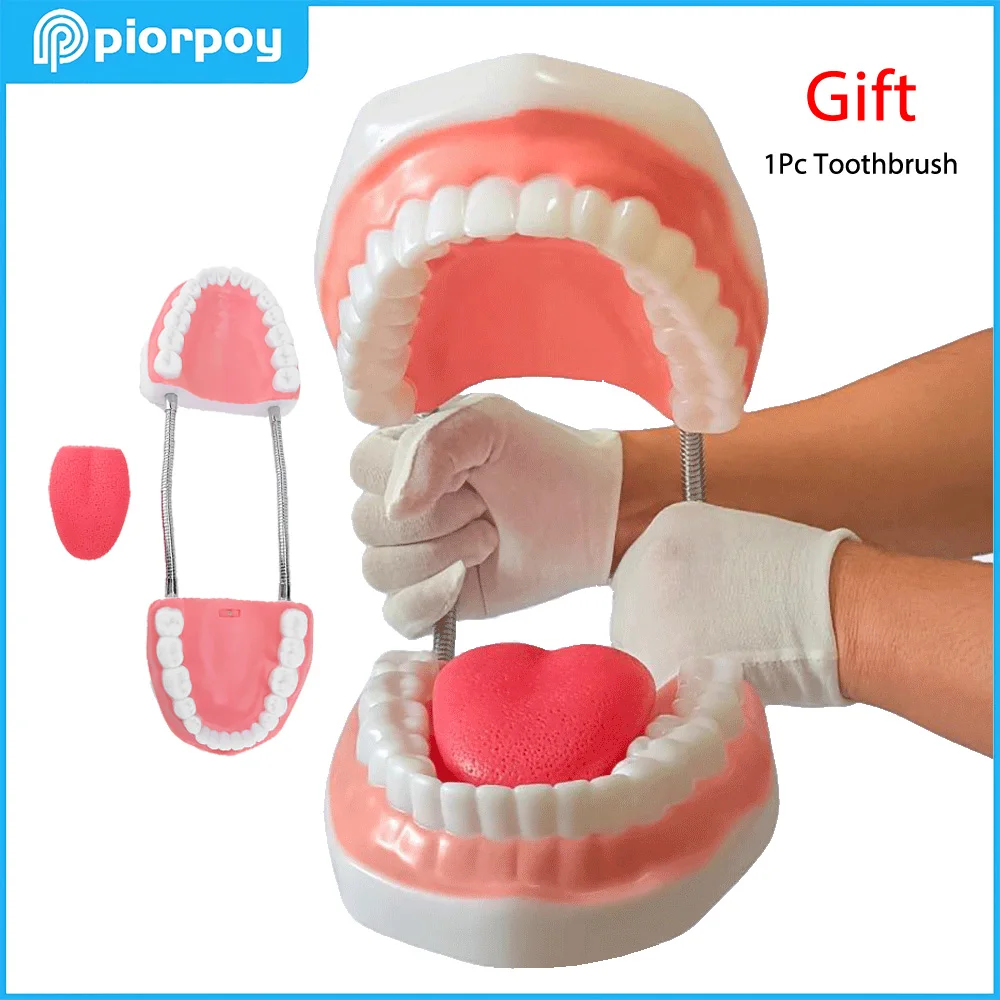 PIORPOY Teaching Model Giant Teeth Dental Demonstration Model With Toothbrush Dentist Practice Training Teaching Model Dropship