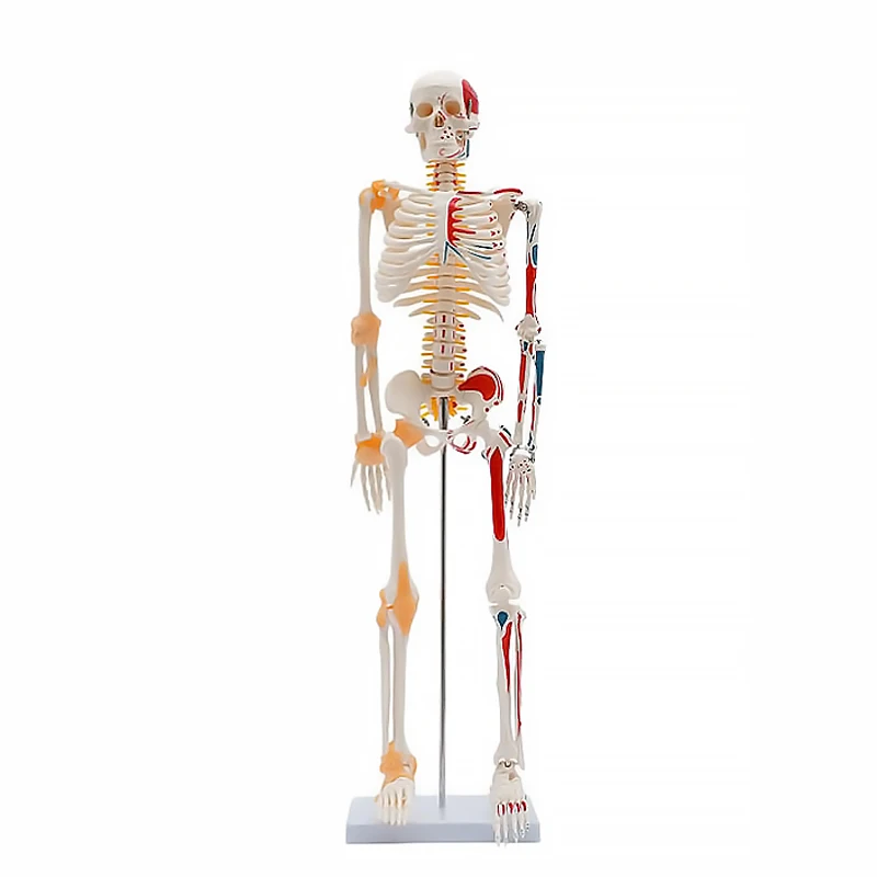 Human Skeleton Model 1/2 Life Size 85cm Half Muscle and Half Ligament Drawing Medical Science Anatomy