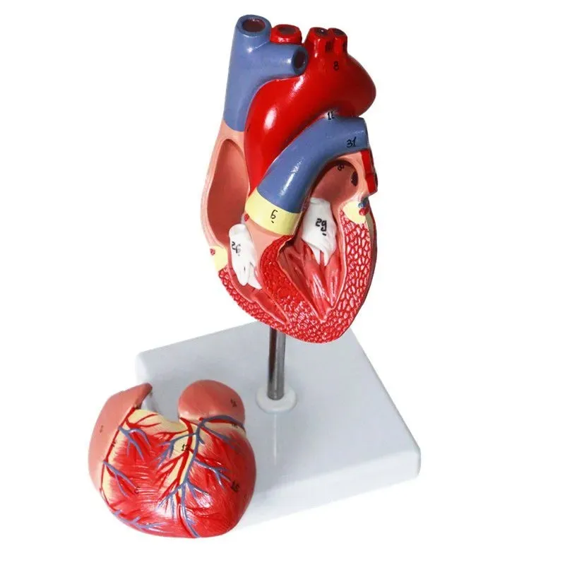 Human Heart Model, 2-Part Deluxe Life Size Human Heart Replica With 34 Anatomical Structures, Held Together With Magnets