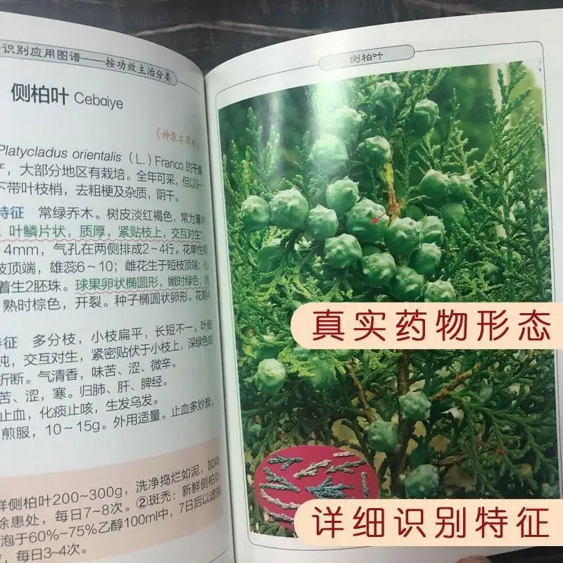 Five commonly used Chinese herbal medicine identification application map Chinese herbal medicine identification application map
