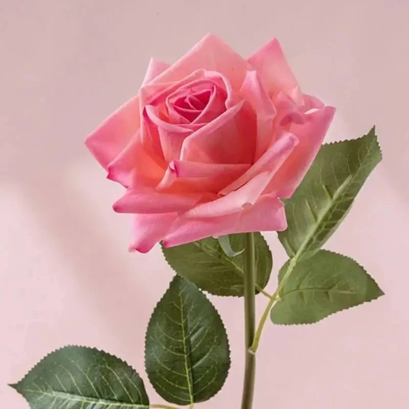 Dark pink rose