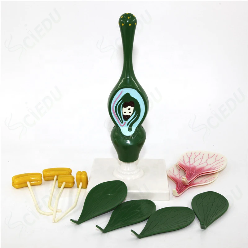 Medical Anatomy Education Flower Plant Model Biology Teaching Medical Education Flower Plant Model
