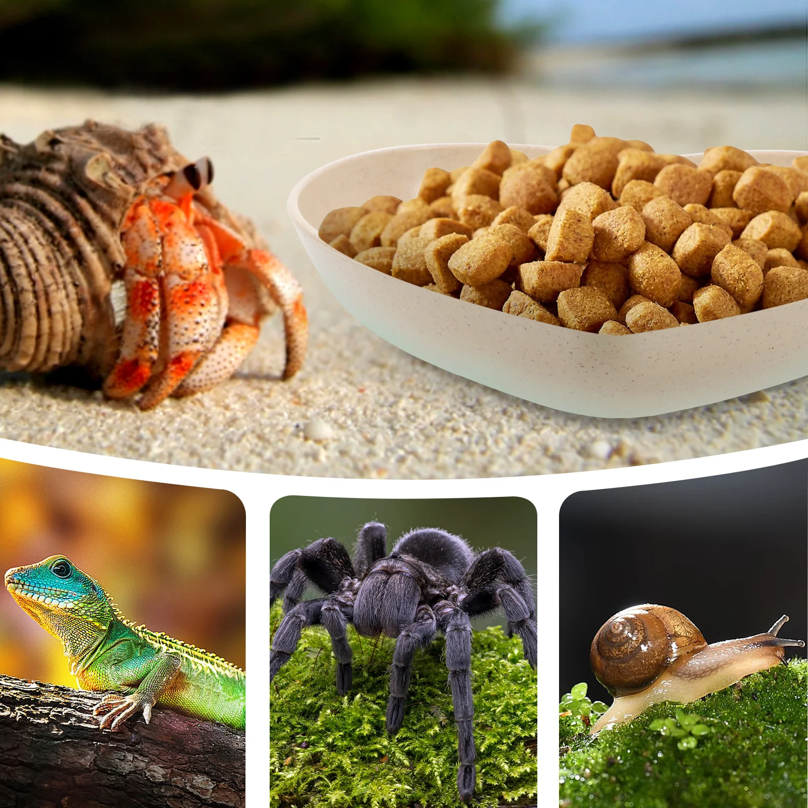 

5pcs Hermit Crab Water Dish Heart Shape Reusable Pp Wheat Straw Reptile Bowl Small Terrarium Supplies Wear-Resistant Easy