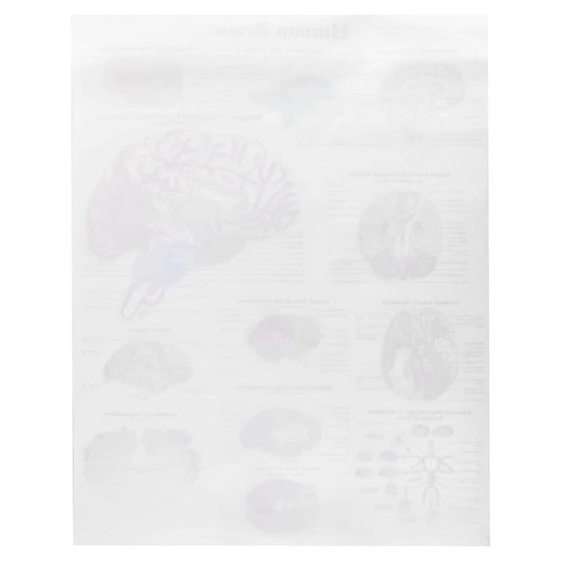 Brain Anatomy Poster, 2 Pack Laminated Human Brain Chart, Medicine Quick Reference Guide, Human