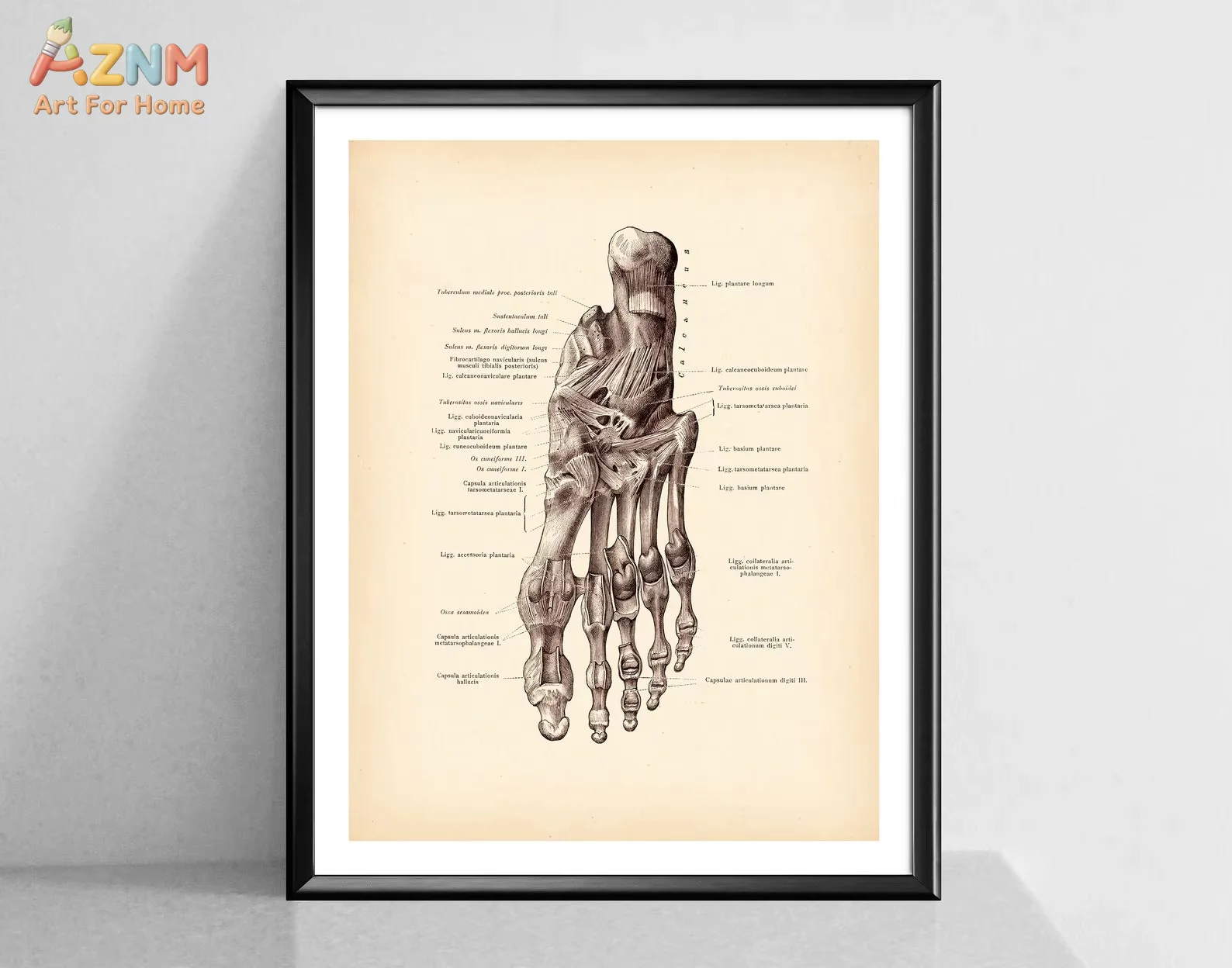 AZNM  Anatomical Human Foot Print Vintage Anatomy Art Posters Decor Medical Art Clinic Wall Decor Surgeon Gift Canvas Painting