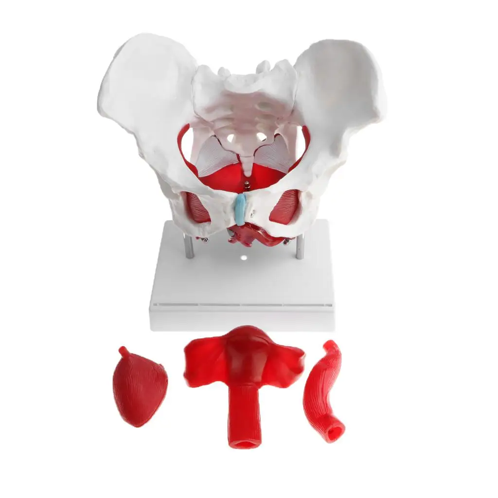 1:1 Female Pelvis Skeleton Floor Muscles with Removable Organs Model