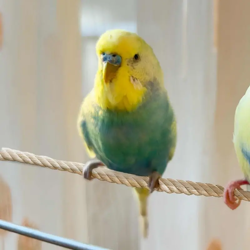 poleiros-de-corda-para-gaiolas-de-passaros-balanco-corda-brinquedo-passaro-poleiro-suporte-gaiola-acessorios-de-escalada-para-calopsitas-lovebird-periquito-acucar