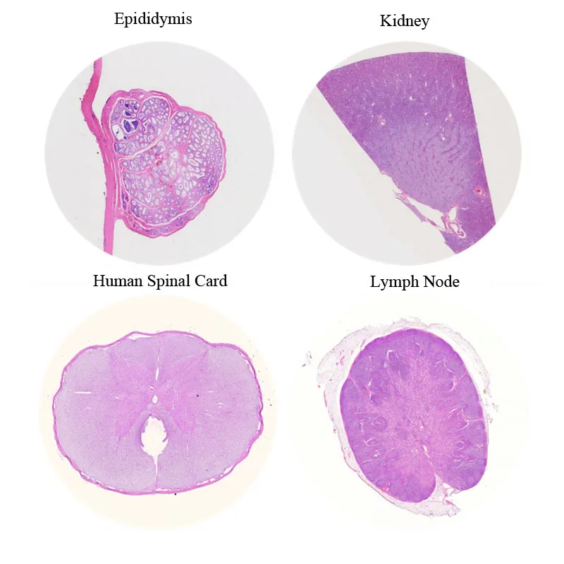 Imagem -05 - Material de Vidro e Outro Assunto Slide Slides Histologia Humana Conjunto de Exportação para Microscópio Preparado Slide 100 Pcs