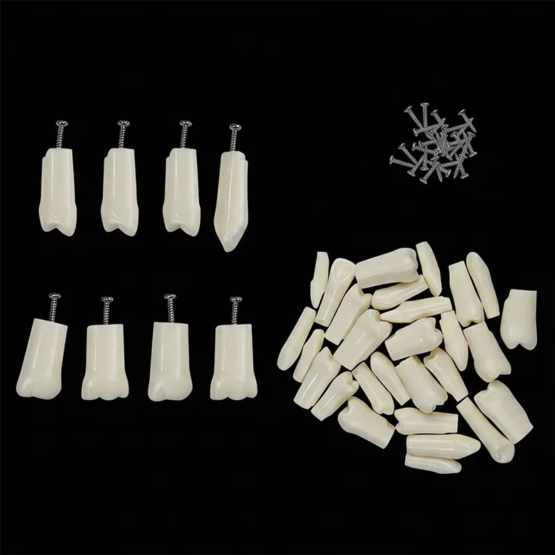 10pcs Dental Teeth Model Typodont Screw-in Replacement Teeth Dentistry Practice Training Teaching Resin Simulation Tooth Model