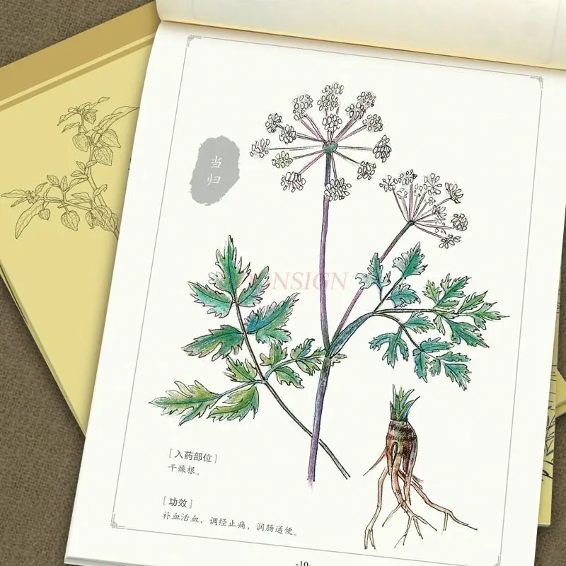 Introduction to Chinese Painting White Painting: Chinese Painting Copy Album, Hand drawn Copy Book, Painting Book