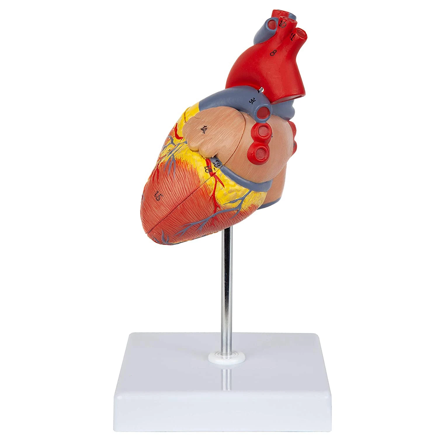 Heart Model, 2-Part Deluxe Life Size Human Heart Replica with 34 Anatomical Structures, Includes Mounted Display Base