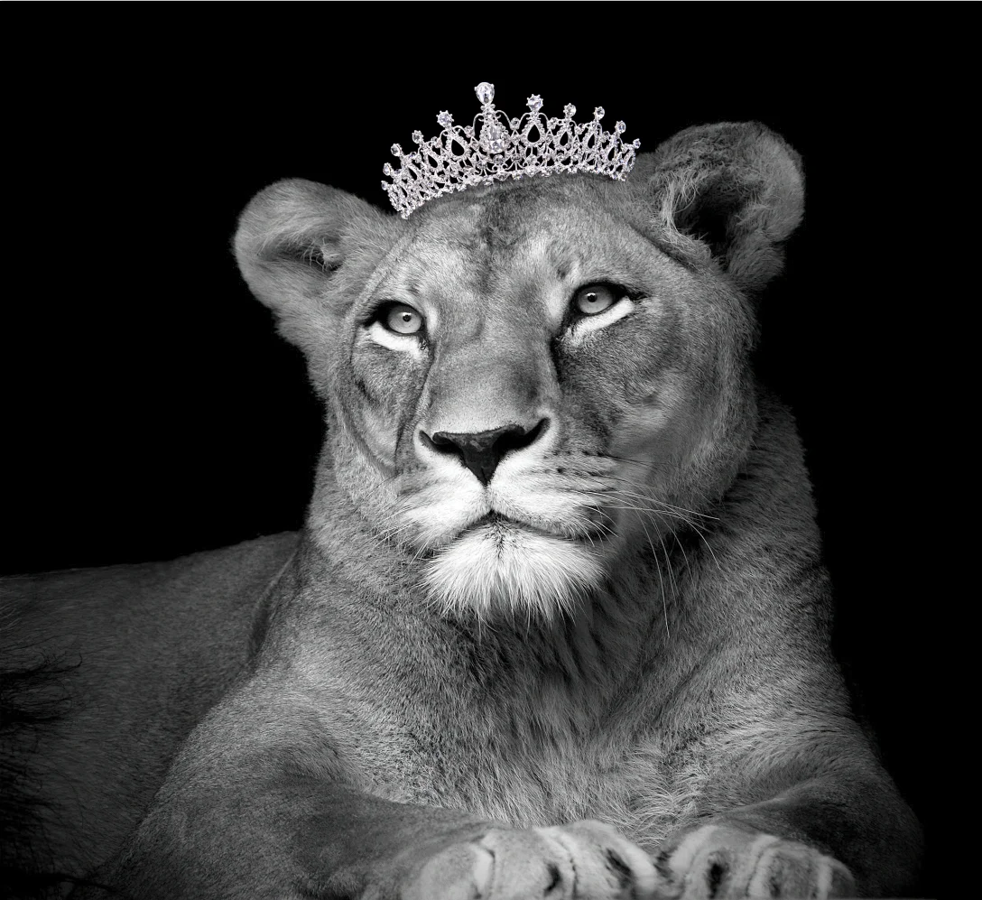 

Фотообои любого размера на заказ, слон, леопард, детская комната, фон, фреска для гостиной, прикроватные фрески, 3d обои