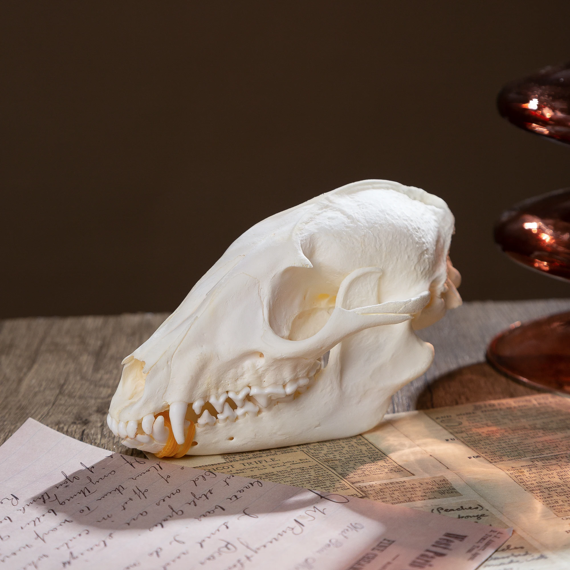 

Real Raccoon Skull For DIY Crafts Halloween Decorations Educational Models Collectibles Real Animal Bone Specimens Unique Gifts