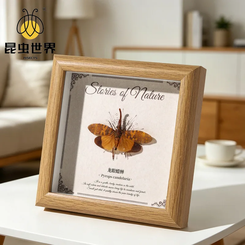 Real Rainforest Insect Specimen Frame Made Of Wood, Suitable For Decoration On Tabletop Or Wall As A Decorative Piece
