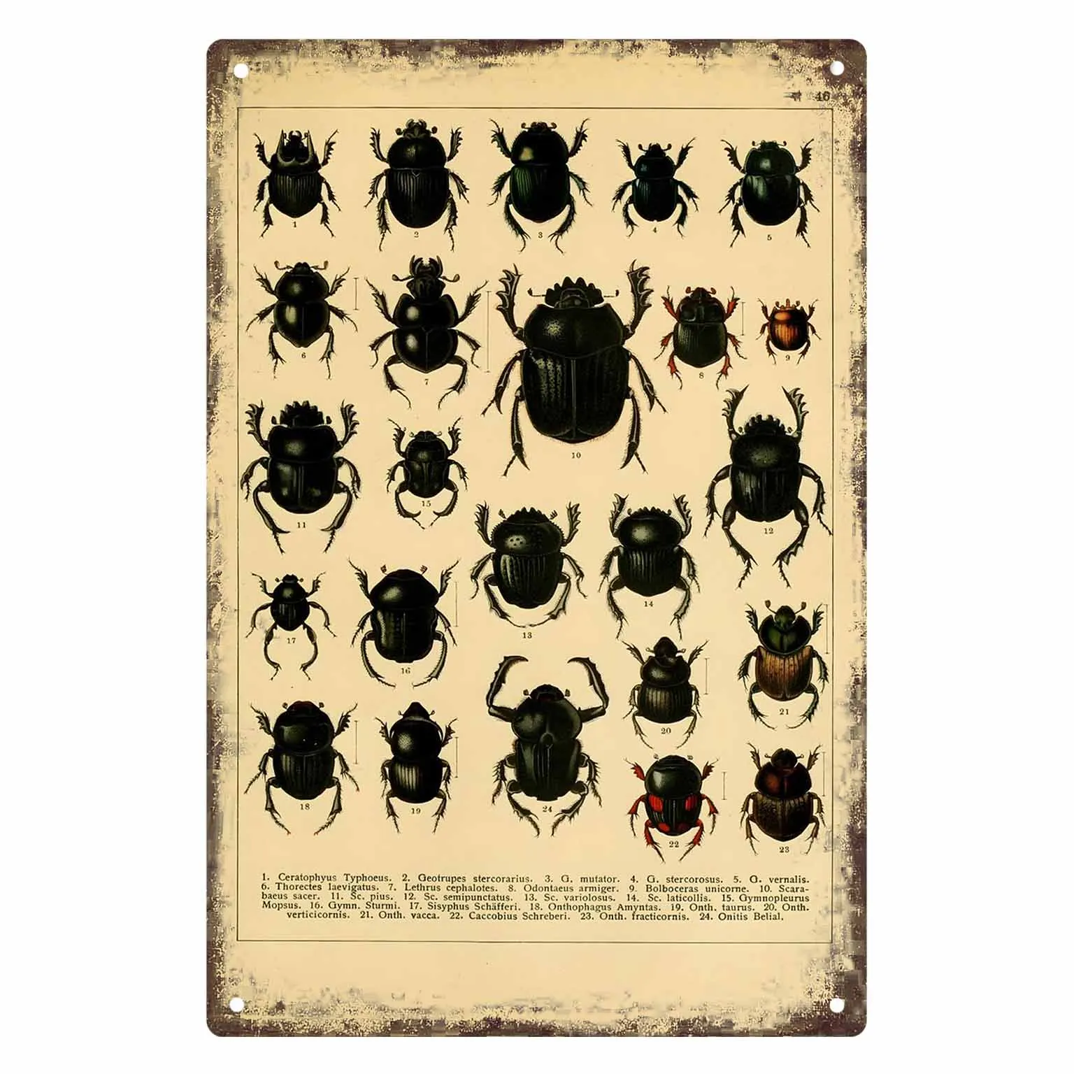 2D FLAT 1pc Vintage Beetle Insect Collection Scientific Illustration Metal Wall Sign Decoration for Home Cafe Garage Bedroom
