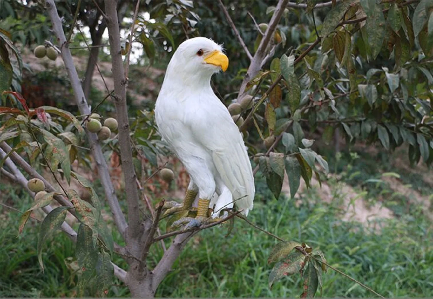 45cm White Eagle Bird Model Real Life Foam Feather Simulation Ornithology Gift for Home Decor