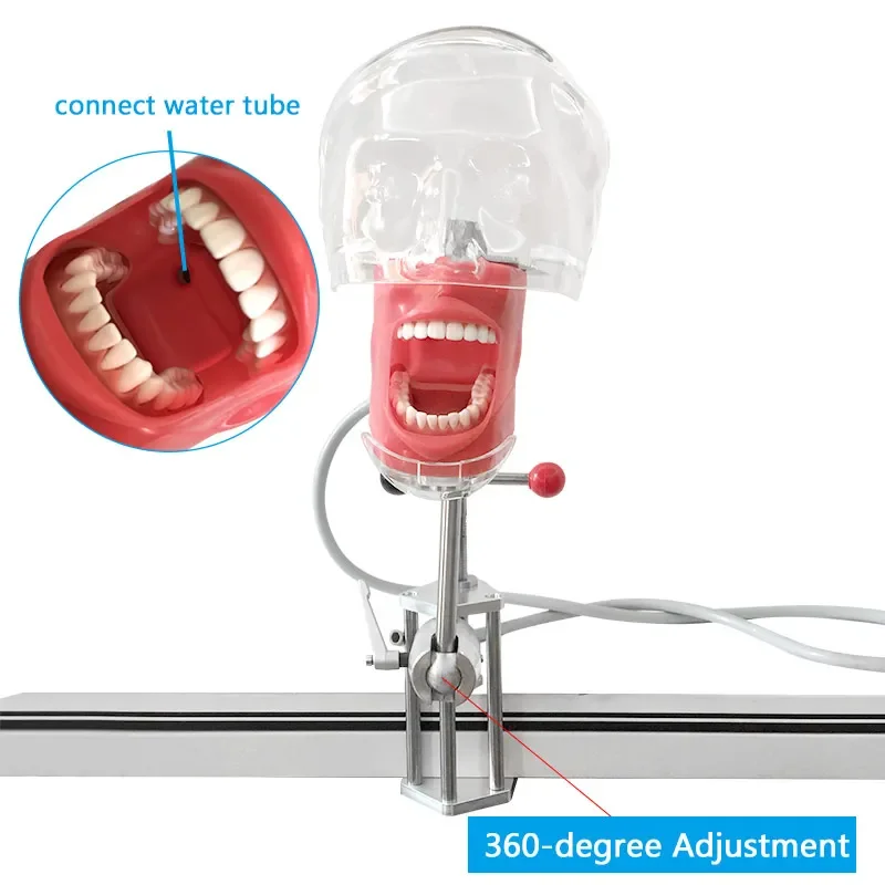 Dental Simulator Manikin Phantom With New Style Bench Mount Dental Models For Dentist Teaching Model 360-degree adjustment