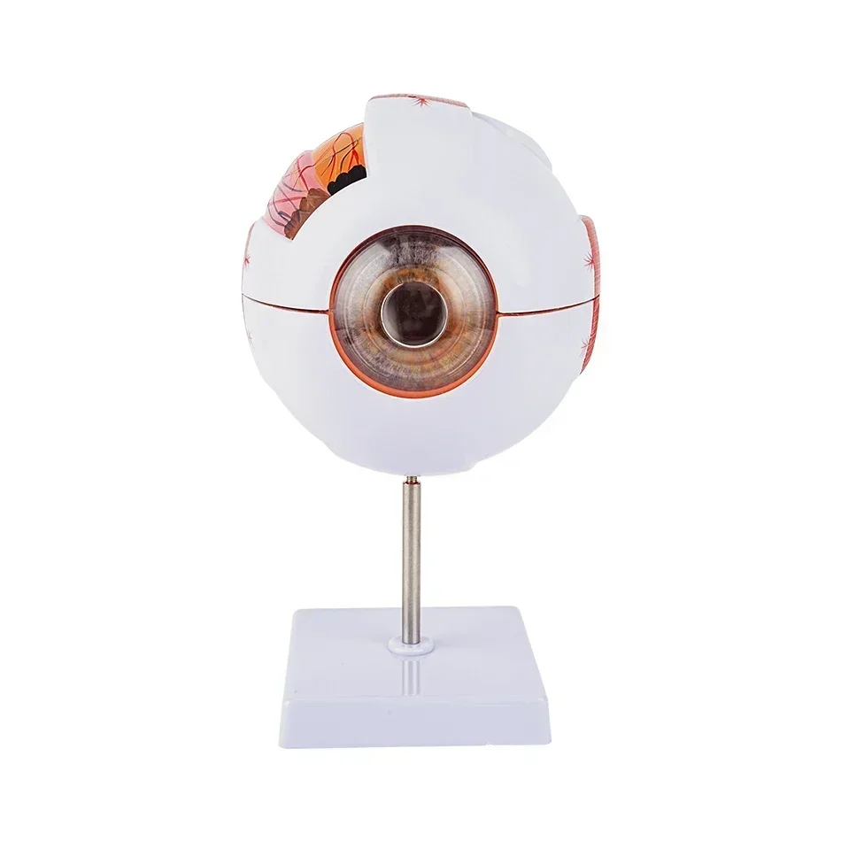 Eyeball Model Anatomical Eye Model Medical Learning And Teaching Instrument Medical Science Teaching Resources Eyelid 6 times