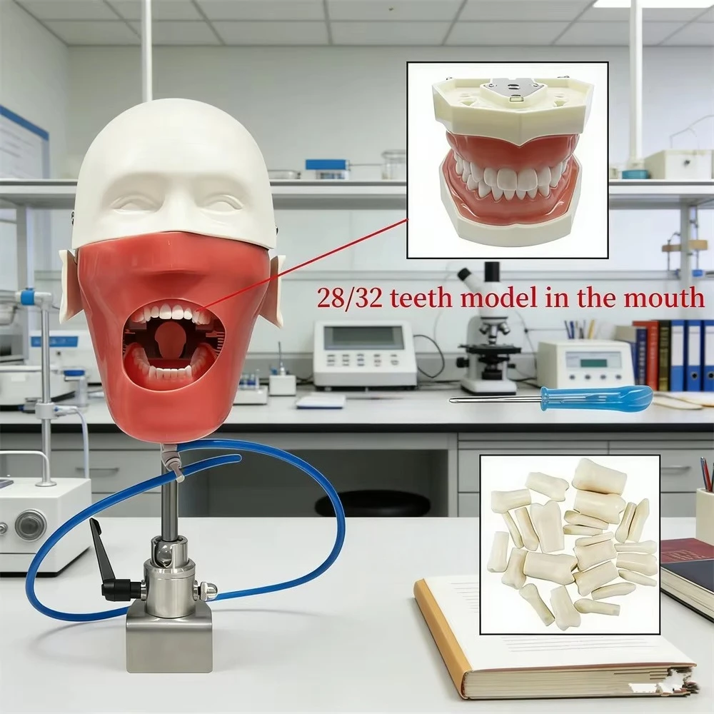 Dental Simulator Mannequin Head Dentistry Teaching Head Model Phantom 28/32 Typodont Teeth Model Practice Training Equipment